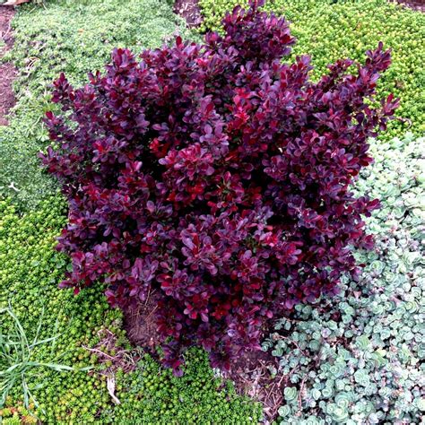 dwarf burberry|dwarf barberry evergreen.